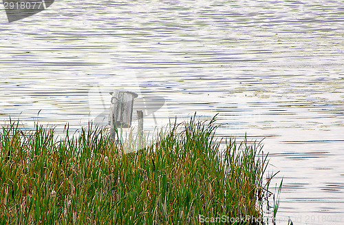 Image of Wetland