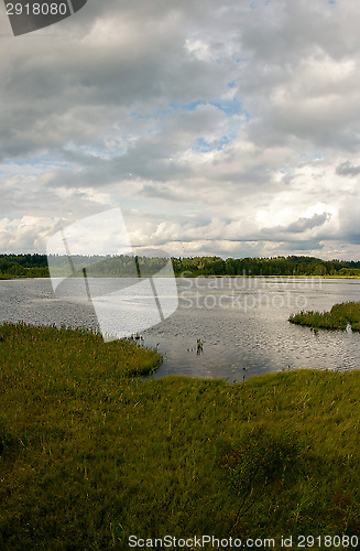 Image of Wetland