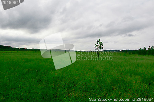 Image of Swamp