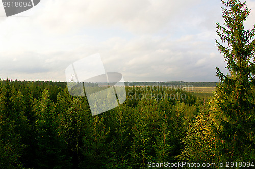 Image of Wetland