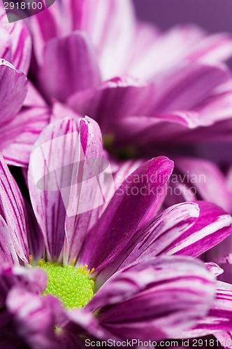 Image of Bunch of flowers