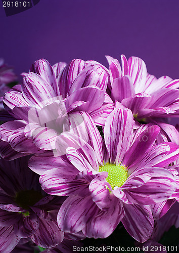 Image of Bunch of flowers