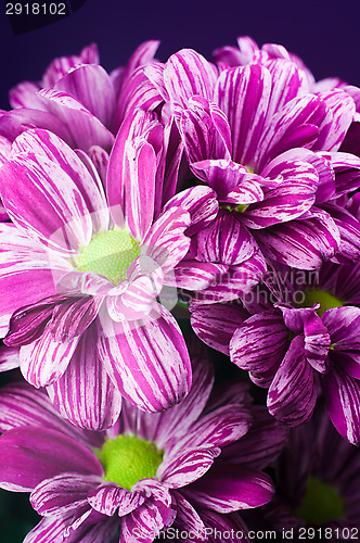 Image of Bunch of flowers