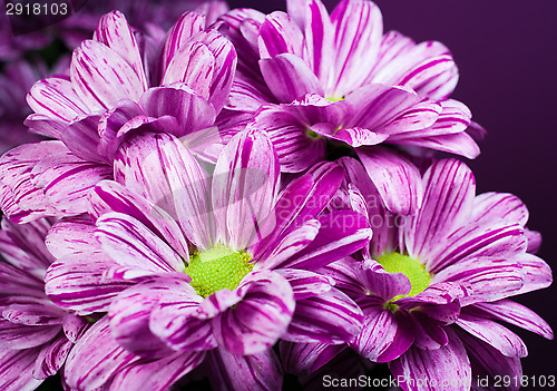 Image of Bunch of flowers