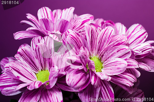 Image of Bunch of flowers