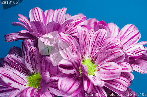 Image of Bunch of flowers