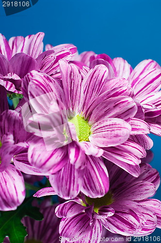 Image of Bunch of flowers