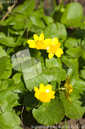 Image of Yellow flowers