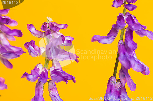 Image of Tufted vetch