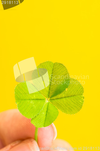 Image of Four-leaf clover