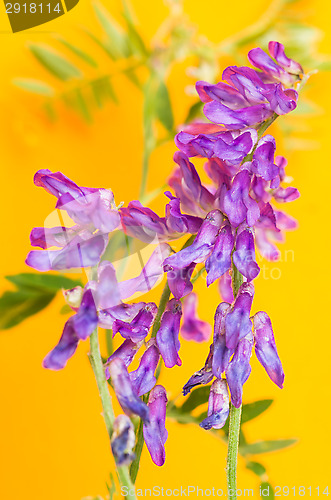 Image of Tufted vetch
