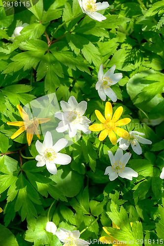 Image of Spring flowers