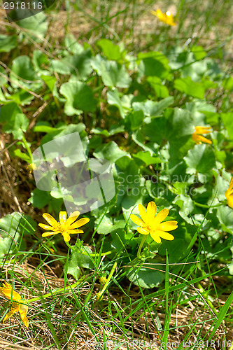 Image of Spring flowers