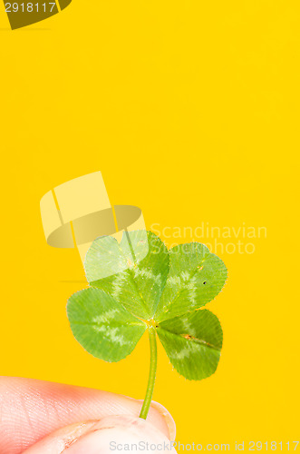 Image of Four-leaf clover