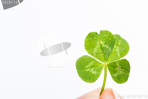 Image of Four-leaf clover