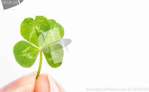Image of Four-leaf clover