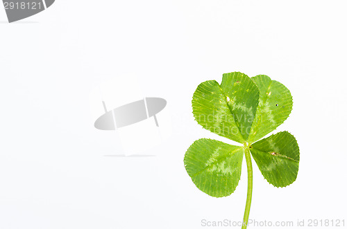Image of Four-leaf clover