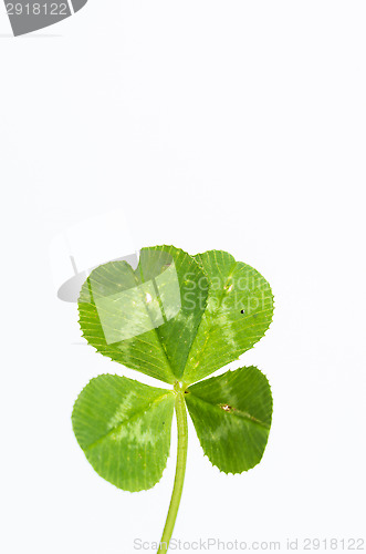 Image of Four-leaf clover