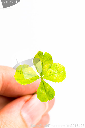 Image of Four-leaf clover