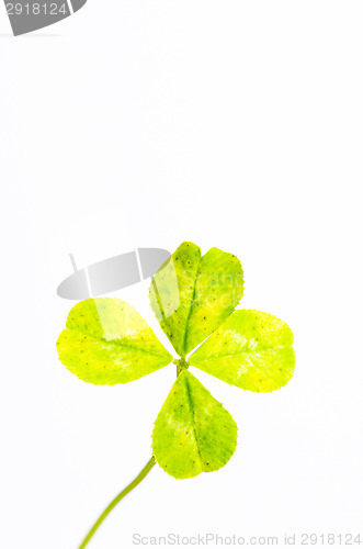 Image of Four-leaf clover