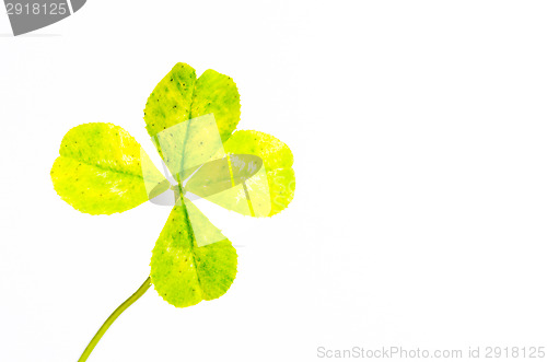 Image of Four-leaf clover
