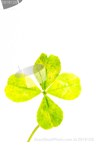 Image of Four-leaf clover