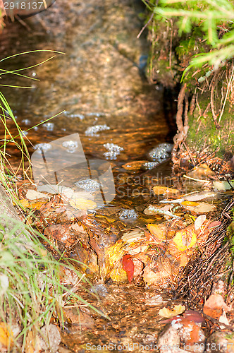 Image of Brook