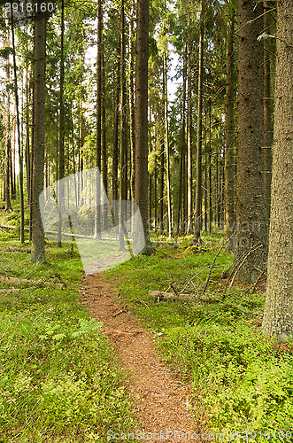 Image of Path in the forest