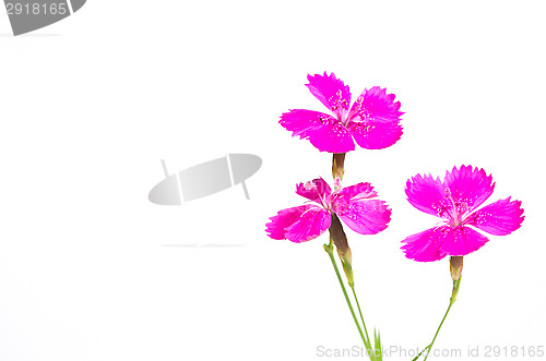 Image of Maiden pink