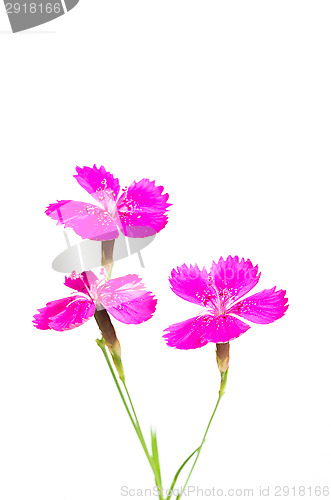 Image of Dianthus deltoides