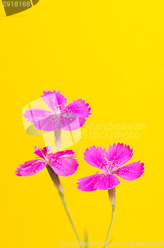Image of Dianthus deltoides