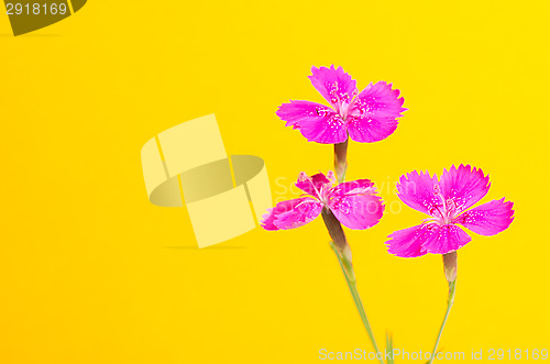 Image of Dianthus deltoides