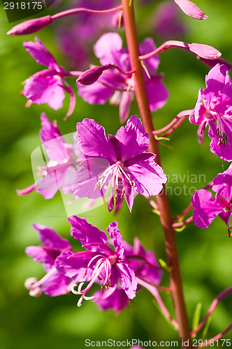 Image of Fireweed