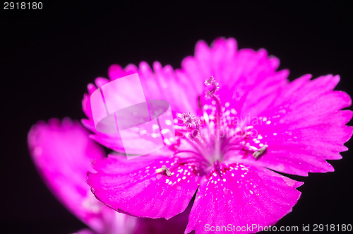 Image of Dianthus deltoides