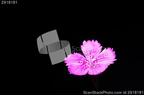 Image of Dianthus deltoides