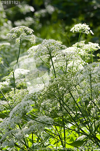 Image of Achillea millefolium