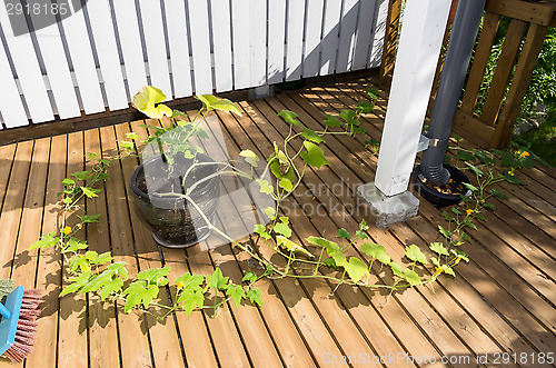 Image of Summer squash