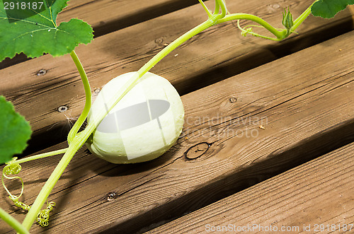 Image of Summer squash