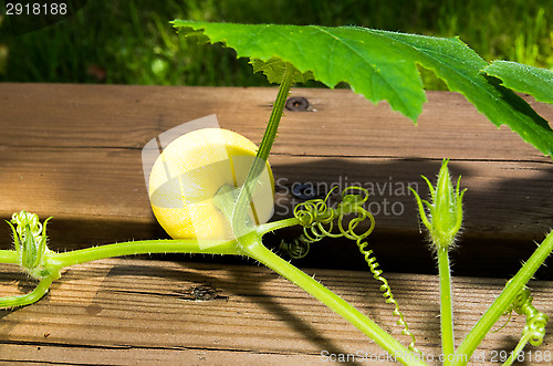 Image of Summer squash