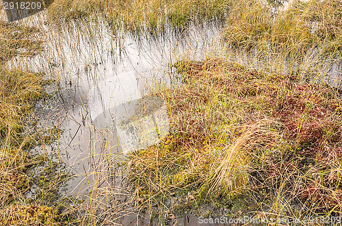 Image of Wetland