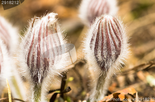 Image of Pulsatilla patens