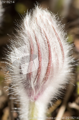 Image of Pulsatilla patens