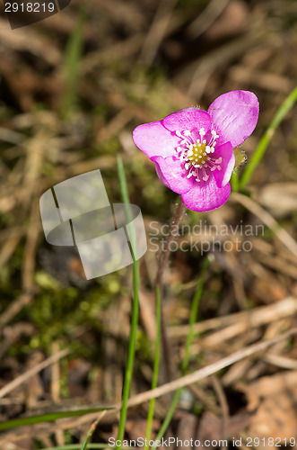 Image of Anemone hepatica