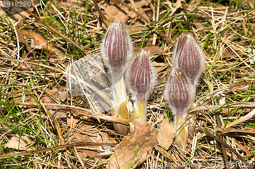 Image of Pulsatilla patens