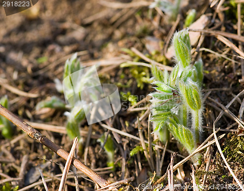 Image of Pulsatilla patens