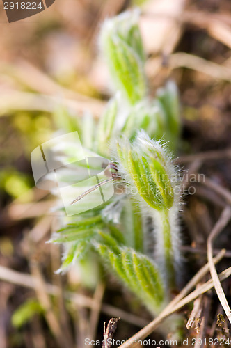 Image of Pulsatilla patens