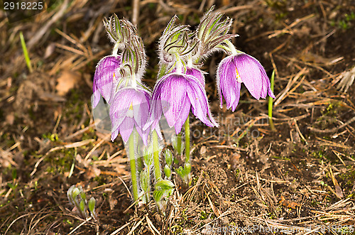 Image of Pulsatilla patens