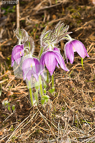 Image of Pulsatilla patens