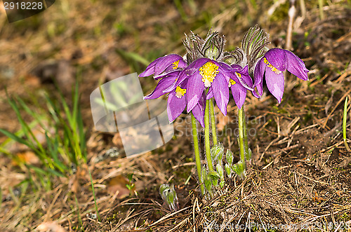 Image of Pulsatilla patens