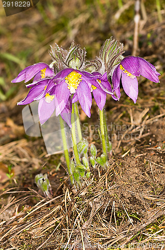 Image of Pulsatilla patens